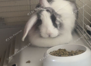 Thumper