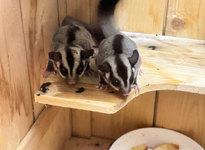 2xbaby sugar gliders