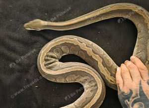 6 year old female jigsaw python.