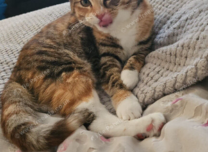 2 year old