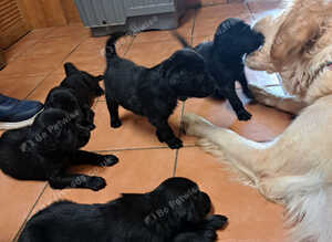 Flatcoat x golden retriever pups