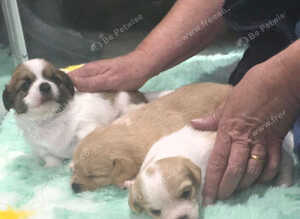 Shih tzu / Jack russell male