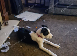 Border collie x