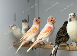 Harlequin canaries