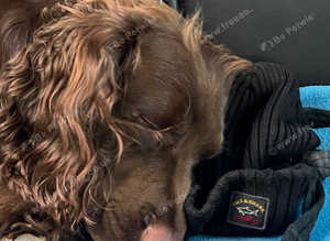 Stud gorgeous working cocker