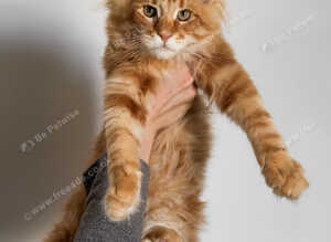 Beautiful Russian Import Kittens TICA