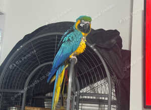 4-5 year old B&G macaw