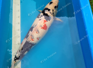 japanese showa koi 55cm