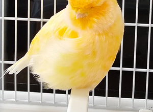 Norwich canaries