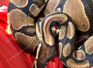 Royal python
