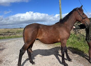 Yearling colt Irish sports horse