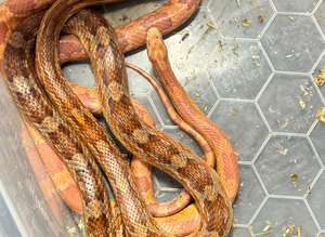 Corn snake beautiful colours