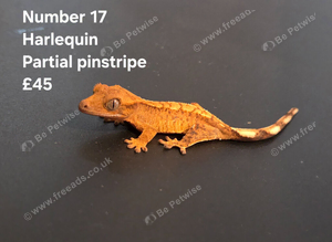 Harlequin - Juvenile Crested Geckos with full Lineage