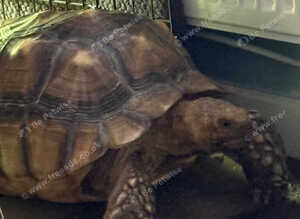 Sulcata tortoise male 6 year old