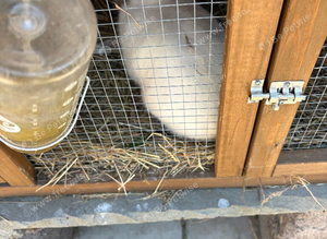 Male netherland rabbit