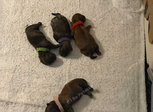 KC REGISTERED IMERIAL SHIH TZU LUXURY