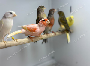Canaries