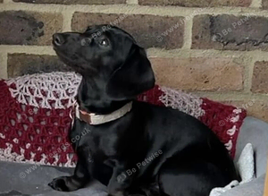 Pure black miniature Dachshund