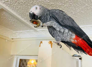 Congo African grey