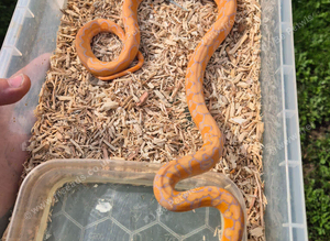 Dwarf reticulated pythons