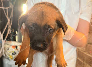 5 beautiful Malinois cross Turkish kangal puppies for sale