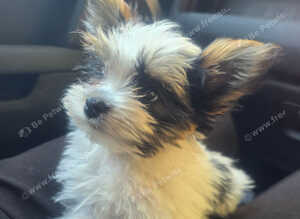 Biewer terrier puppy 10 weeks miniature
