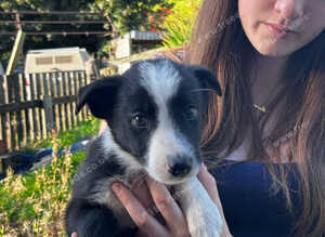 6 gorgeous collie puppies