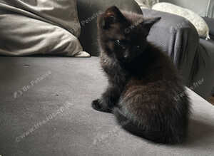 Beautiful kittens