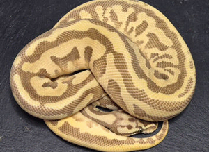 Various Ball Pythons