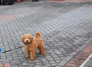 Beautiful cavapoo puppy