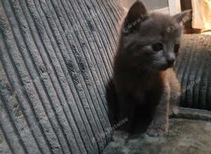 Fully grey kitten 8weeks old
