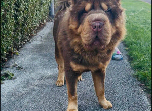 Full choc and tan bear coat Simba for STUD