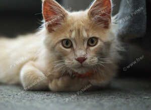 Maine Coon Kittens &ndash; Big, Friendly, Home‑Raised