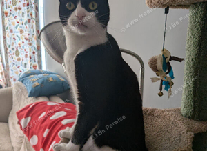 Missing tuxedo - plymouth