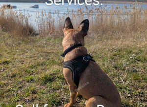 Paws About Hampton