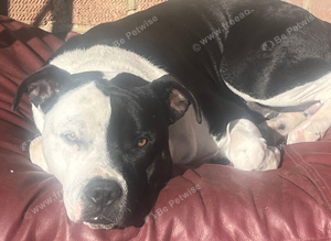 Black/white staffie x
