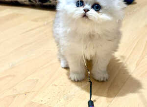 Stunning silver and golden chinchilla kittens!