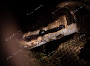 Effy the Royal Python