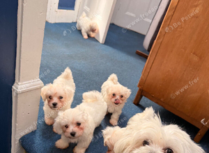 Bichon maltese