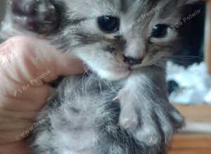 Maine Coon kittens. Mother is TICA registered.