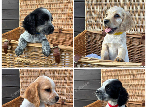 Cocker Spaniel Puppies Ready Now