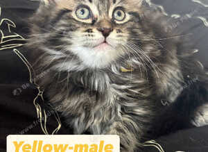 Mainecoon kittens