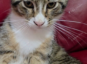 Mix breed kittens for sale