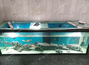 3x tanks and fromtosa also some mbuna