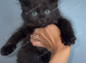 TWO LEFT! Maine coon kittens