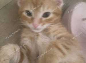 Beautiful Bengal Kittens Looking for Forever Homes