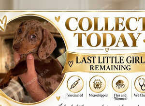 *+*+*+*+*+ KENNEL CLUB REGISTERED MINIATURE DACHSHUND *+*+*+*+*+