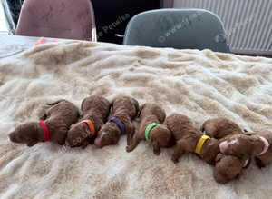 Cockapoo 7 Bitches available