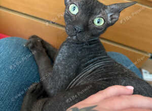 3/4 Sphynx little girl needs new home