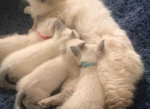 Beautiful Siamese X  Ragdoll kittens boys , three months old ready now